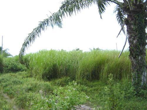 ที่ดินหลุดจำนอง ธ.ธนาคารอาคารสงเคราะห์ ประจวบคีรีขันธ์ หัวหิน หินเหล็กไฟ