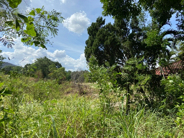 ที่ดินหลุดจำนอง ธ.ธนาคารกรุงเทพ นครราชสีมา ปากช่อง ปากช่อง