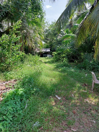 ที่ดินหลุดจำนอง ธ.ธนาคารกรุงเทพ ตรัง ห้วยยอด เขาขาว