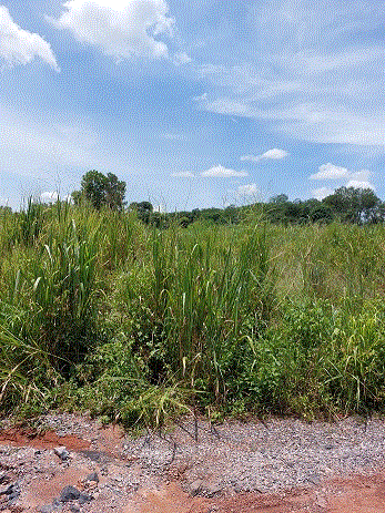 ที่ดินหลุดจำนอง ธ.ธนาคารกรุงเทพ สุราษฎร์ธานี เมืองสุราษฎร์ธานี ขุนทะเล