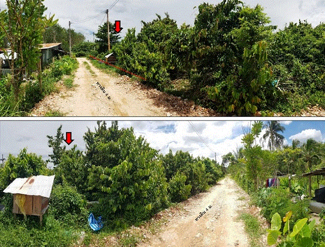 ที่ดินหลุดจำนอง ธ.ธนาคารกรุงเทพ สงขลา นาทวี คลองทราย
