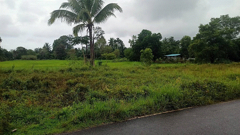 ที่ดินหลุดจำนอง ธ.ธนาคารกรุงเทพ นครศรีธรรมราช ทุ่งสง เขาโร