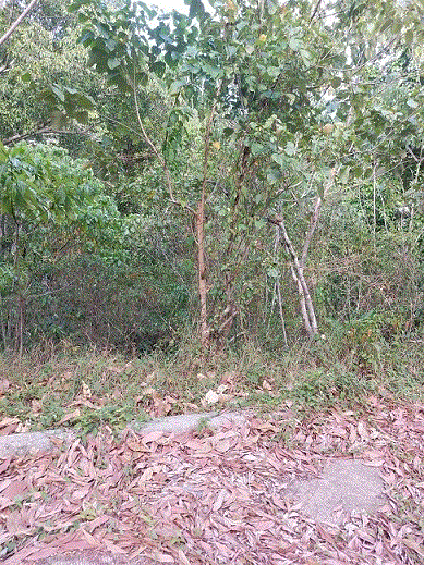 ที่ดินหลุดจำนอง ธ.ธนาคารกรุงเทพ ภูเก็ต กะทู้ กะทู้